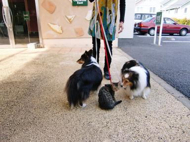 睡蓮　ここなら一緒におさんぽできるね＾＾