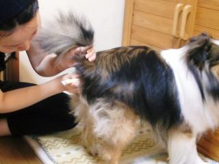 熱は　３８℃に落ち着いています