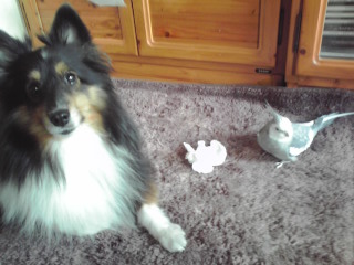 BRと　オカメインコの幸之丞