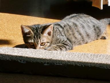 目標　みっけ♪　狙ってます～～　何を？？