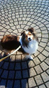 無事交配が終わり引取りのあと　ラッ君公園でお散歩うれしいシルフィ＾＾