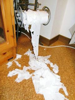 ありゃりゃぁ～～(@_@)　わんにゃん用ペーパー・・　