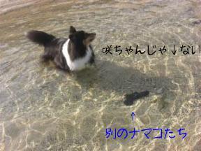 ちっとも動かないし。。可愛くないわ・・・