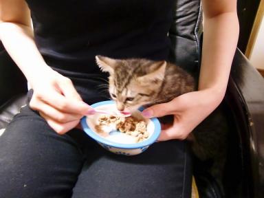 睡蓮　元気にすくすく育ってね