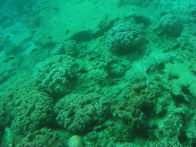 大島海峡　海底に生息する珊瑚たち　温暖化が進み、さんご礁は危機に瀕しています