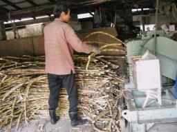 奄美黒糖　サトウキビを搾っています　カケロマ西田製糖さんにて