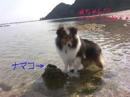 咲ちゃんに似てるけど・・真っ黒だ。。。