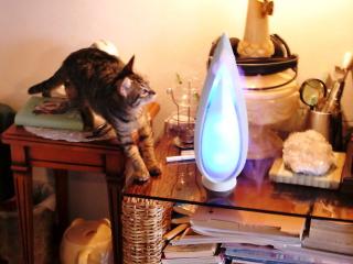 睡蓮　アロマデフューザーに、びびりん＾＾