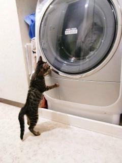 睡蓮　洗濯機に、びびりん＾＾