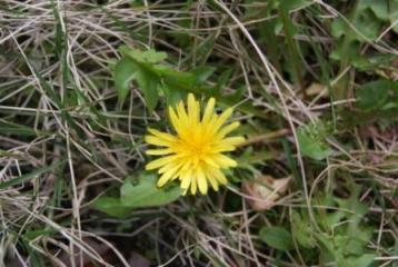 100430タンポポ.jpg