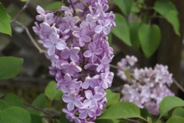 100430ライラック.jpg
