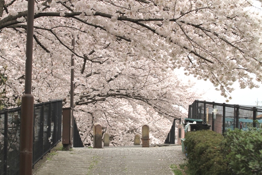 23.04.09sakura03.JPG