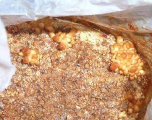 なめこの芽が出た