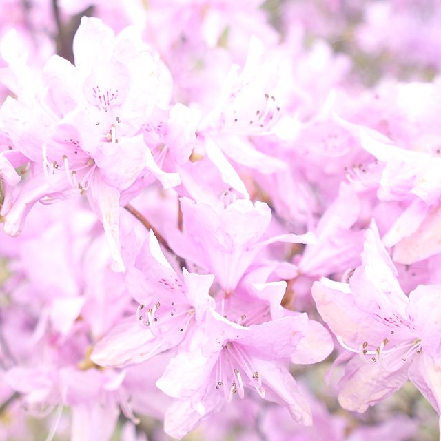 小石川植物園８