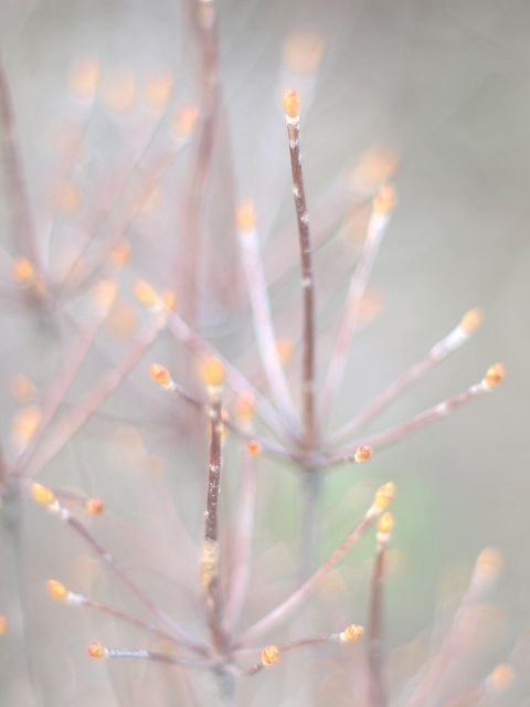 芽吹き