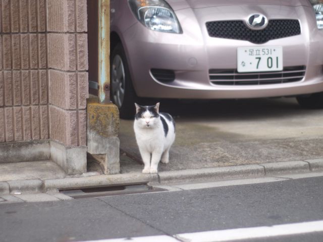 猫との遭遇（朝）