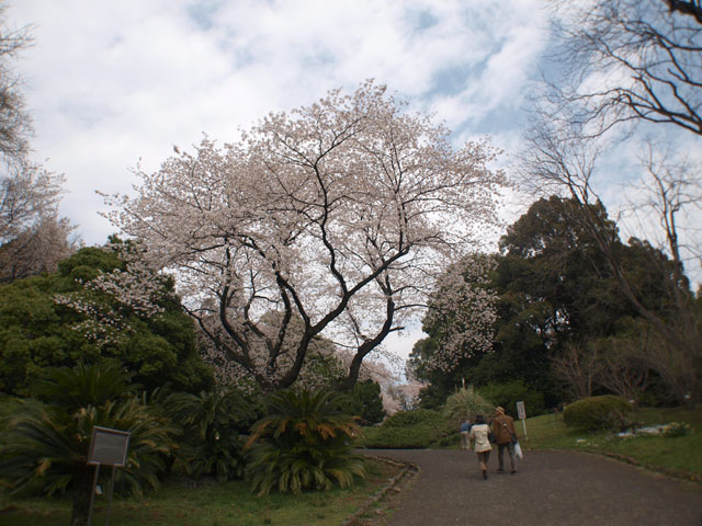 入り口の桜