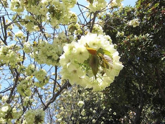 緑の八重桜