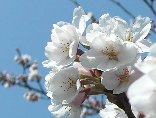 2009　桜２