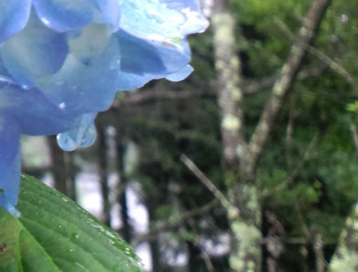 紫陽花と樹