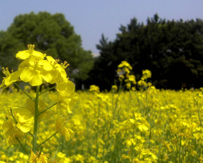 菜の花3 2010.5.5