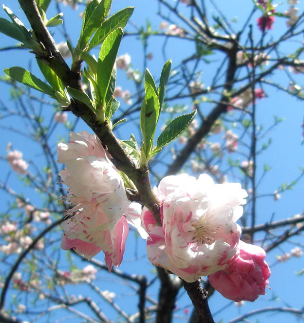 桜 花博