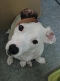 ご飯まだ？