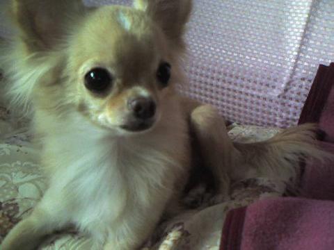 ringo