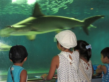 水族館３.JPG