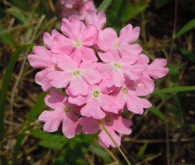 これも何の花？