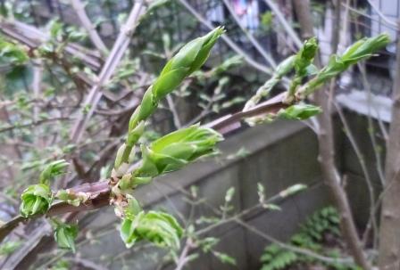 ニシキギの若芽