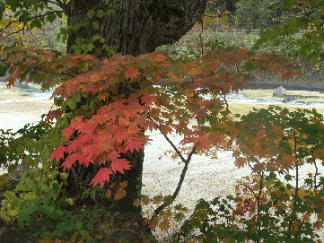 2011_10112011・10月七五三0026.JPG