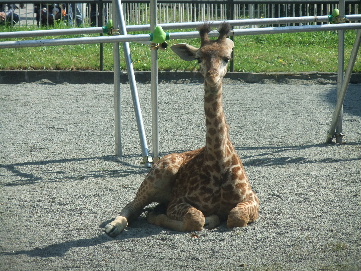 2011_09282011・9月動物園0008.JPG