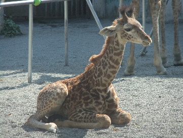 2011_09282011・9月動物園0012.JPG