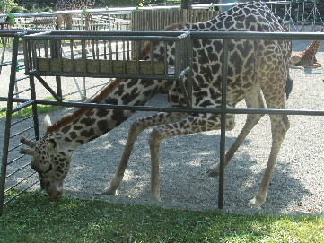 2011_09282011・9月動物園0015.JPG