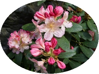 石楠花