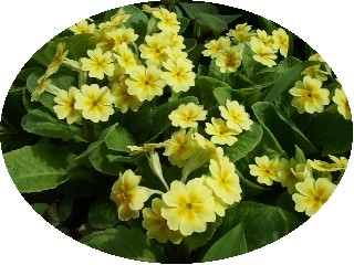 名前不明の花