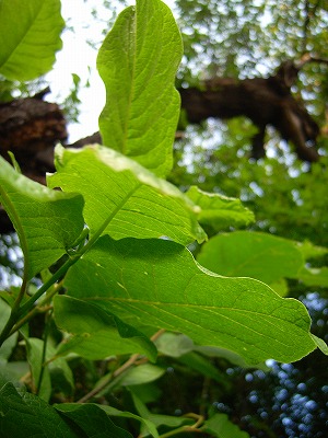 leaf