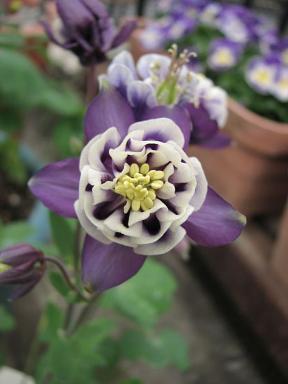 Aquilegia 'Winky Double.jpg
