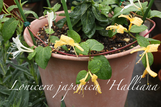 Lonicera japonica 'Halliana.jpg