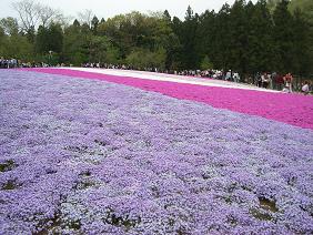 20060429羊山公園３