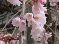 20060401身延山６