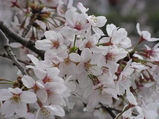 20100404恩田川桜祭り１