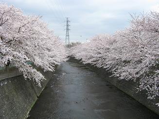 20100404恩田川桜祭り2