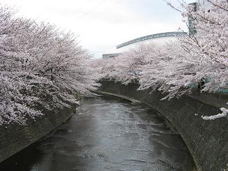 20100404恩田川桜祭り4