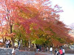 2005.11.20河口湖紅葉祭り1