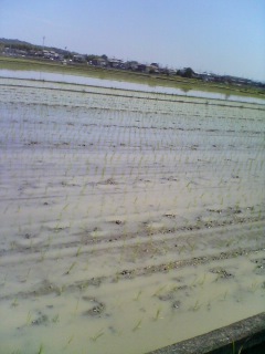 水田地帯