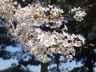 桜