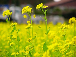 菜の花