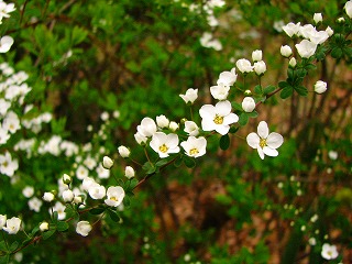 何の花か知りません科